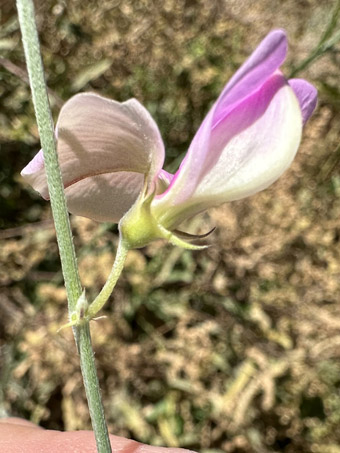Tephrosia palmeri flower