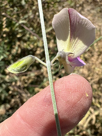 Tephrosia palmeri flower underside