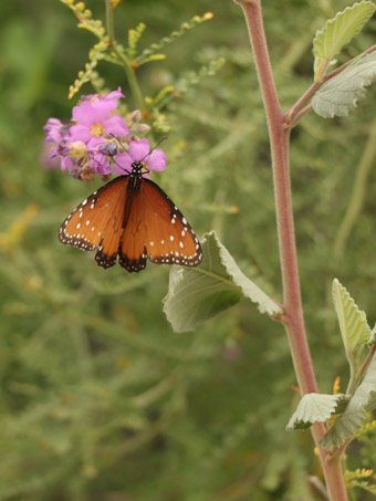 Queen Butterfly