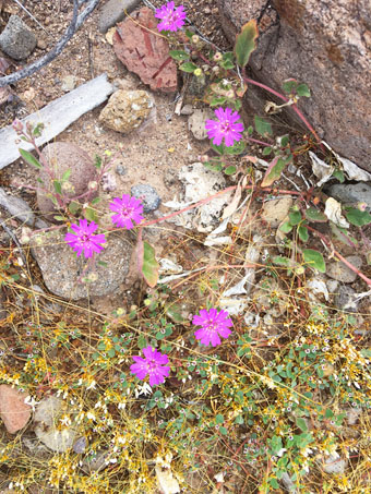 Allionia incarnata flowers