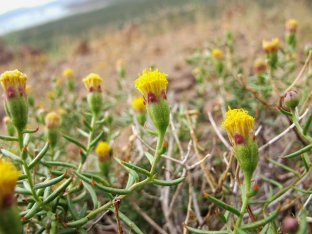 Bajacalia crassifolia