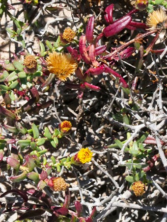 Bajacalia crassifolia