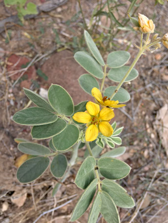 Senna confinis
