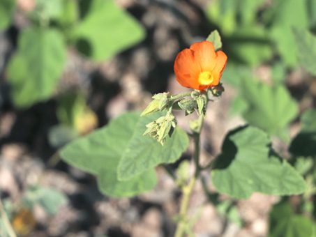 Apricot Globemallow
