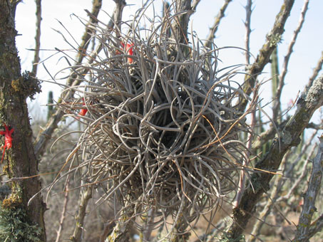 Ball Moss