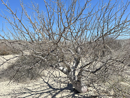 Red elephant tree