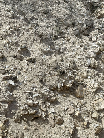 Ancient oysterbed
