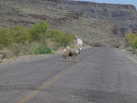 goats walking on highway