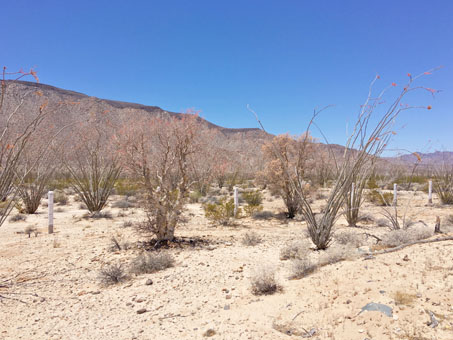 Desert scrub in Arroyo las Arrastras in May 2020