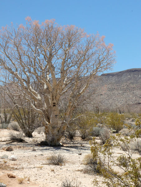 Elephant tree with a light blush of pink flowers