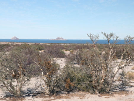 Gulf coast desert scrub in Jan 2020