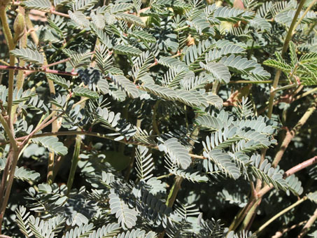 the pinnate leaves of Pig-Nut