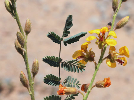 Yellow flowers, buds and leaves of Pig-Nut