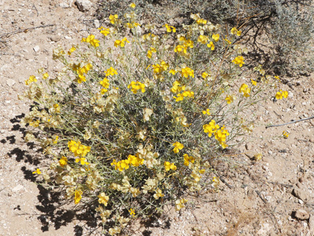 rounded growth habit and bright yellow flowers of Paper daisy